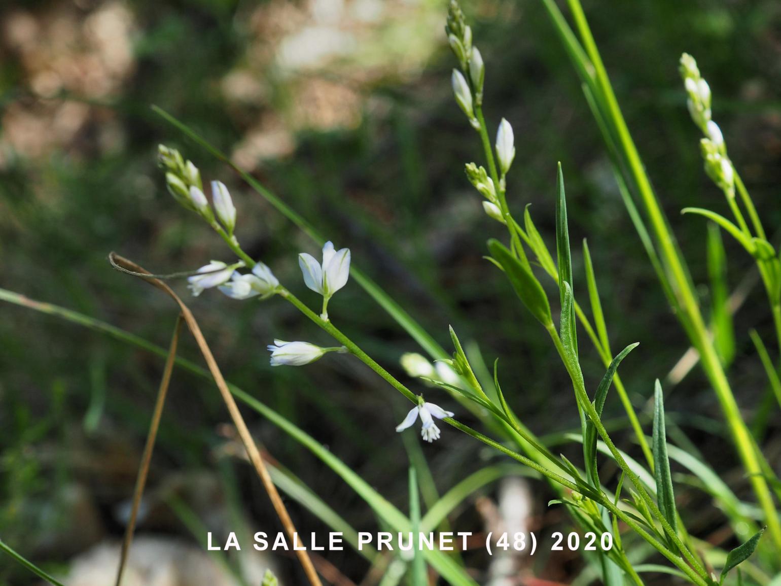 Milkwort, Thyme-leaved